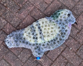 Pigeon