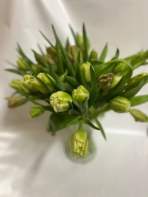 Tulip love